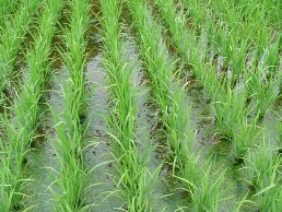 田植え後の稲