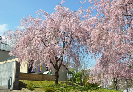 歴史民俗資料館前の桜