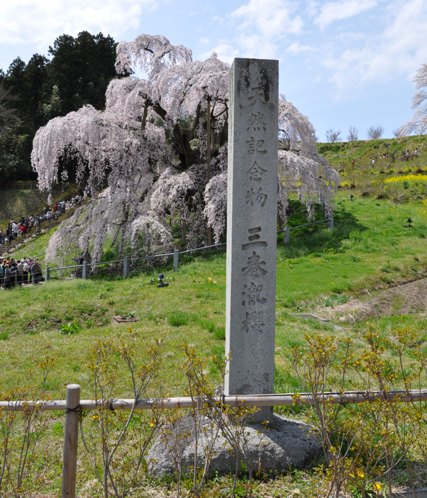 滝桜記念碑