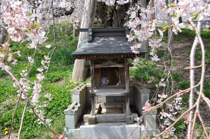 滝桜の正面中央下にある祠
