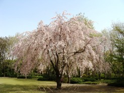 日本庭園広場の枝垂れ桜