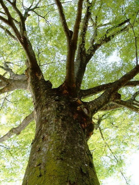 大ケヤキの幹と枝
