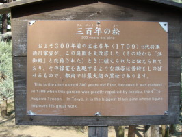 「三百年の松」の案内板