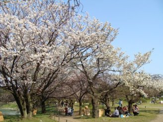 中の橋近くの桜たち