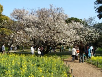 お花畑の桜の木
