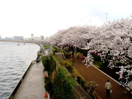 隅田川東岸の桜並木