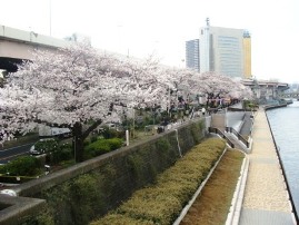 隅田川東岸の桜まつり