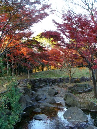 水遊びの池近くの紅葉