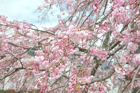 土手の桜