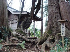 大山祇神社と思いやりの木