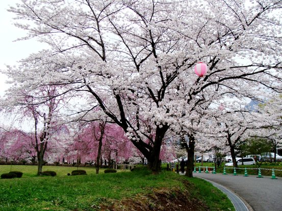 羊山公園の桜並木
