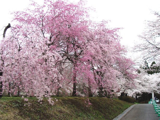 羊山公園の桜並木