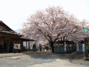 武州中川駅前の桜