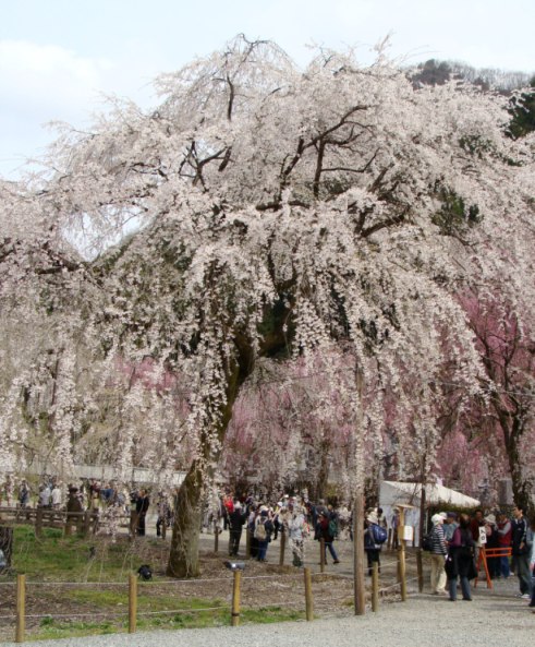 樹齢６００年のしだれ桜