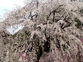 樹齢６００年のエドヒガン桜の部分
