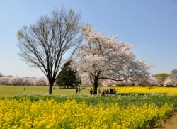 春爛漫の昭和記念公園